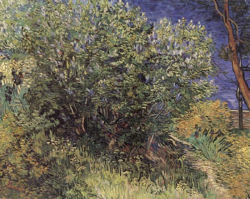 Vincent Van Gogh The Bush china oil painting image